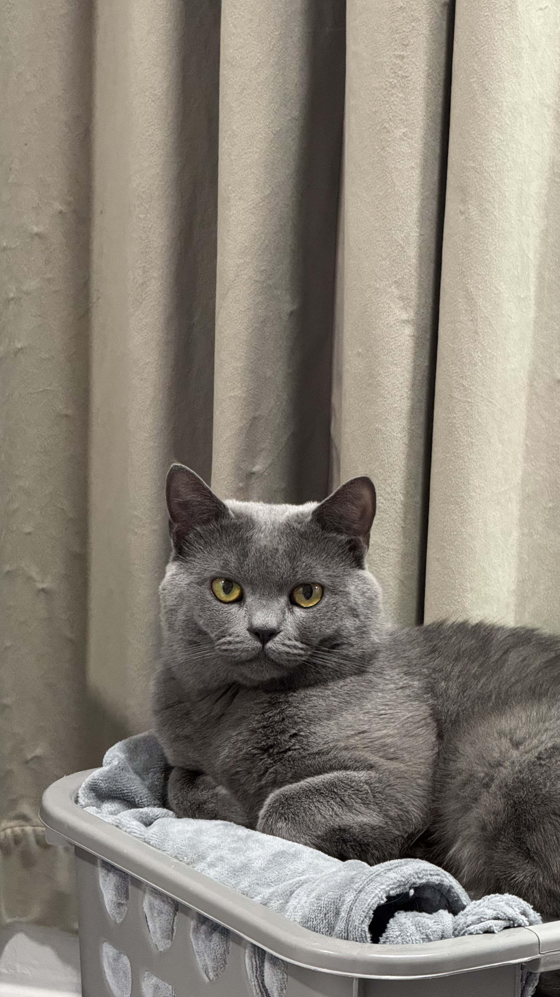 ⭐️CAT